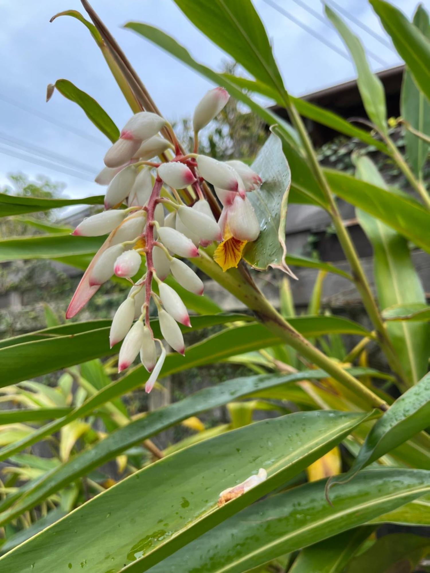 檸檬草ー奄美の自然の香る宿ー Quần đảo Quần đảo Amami Ngoại thất bức ảnh